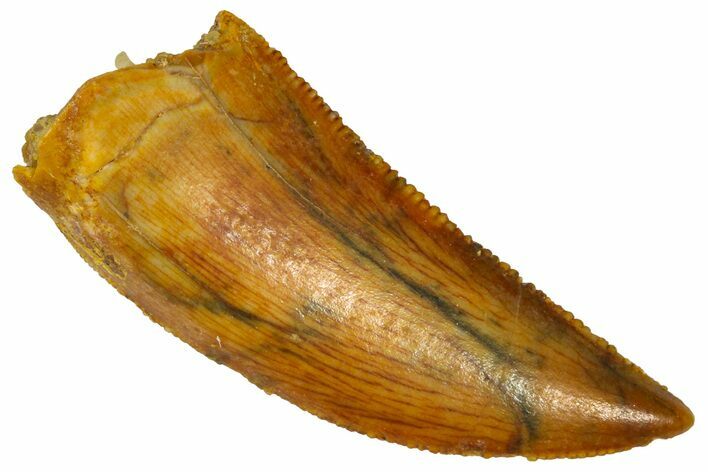 Serrated Raptor Tooth - Real Dinosaur Tooth #361017